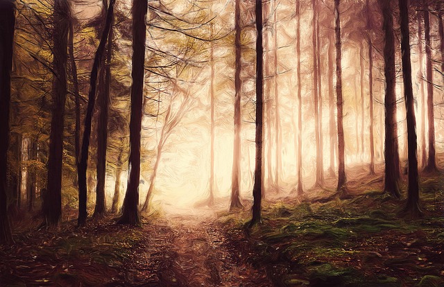 Gallery Image 5 - Forest Path
